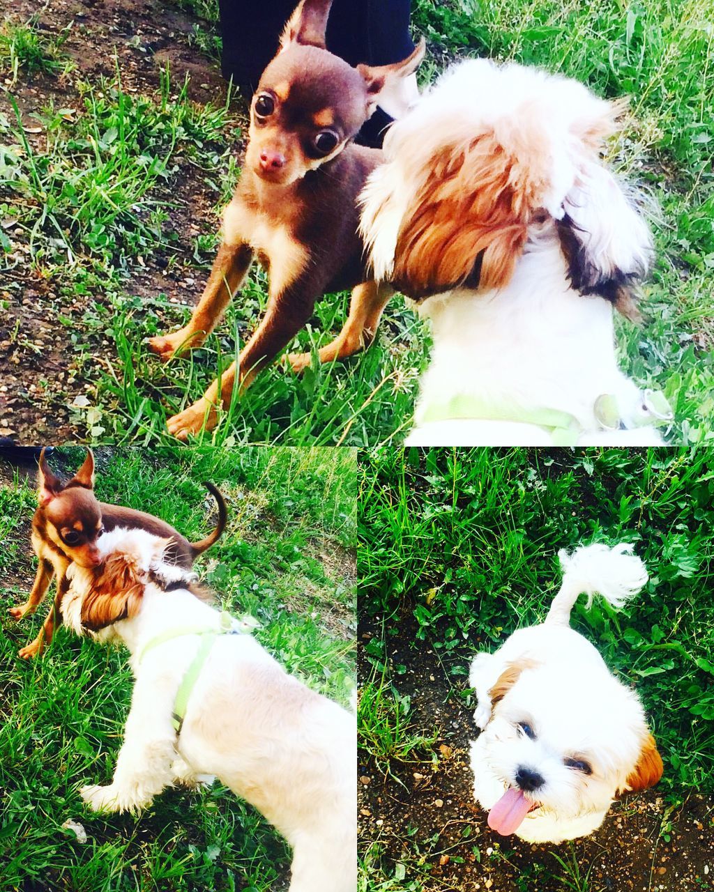 animal themes, domestic animals, mammal, pets, dog, two animals, one animal, grass, togetherness, high angle view, pet collar, relaxation, sitting, young animal, three animals, looking at camera, field, cute, day, green color