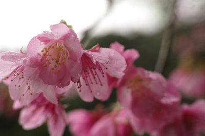 Close-up of pink flowers