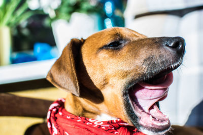 Close-up of a dog looking away