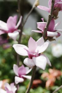 Close-up of pink flowers blooming outdoors