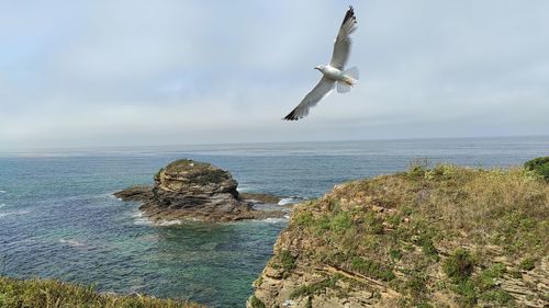 Seagull flying over sea against sky