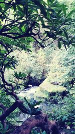 Branches of tree
