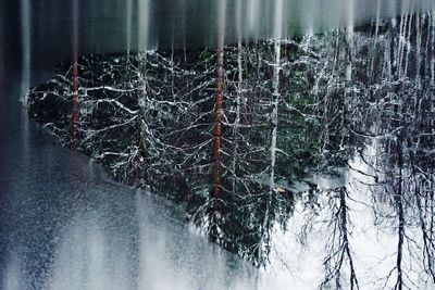 Close-up of frozen trees during winter