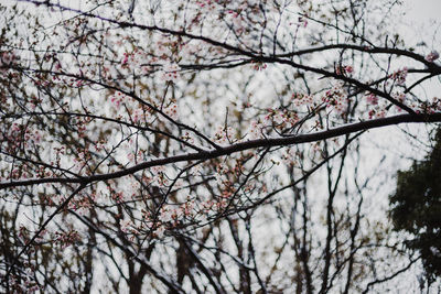 Low angle view of cherry blossom tree