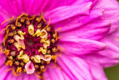 Macro shot of pink flower