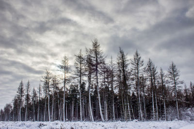 Trees on snow covered landscape against sky