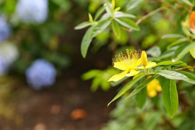 Close-up of yellow flowering plant