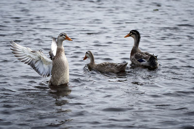 Ducks swimming in lake