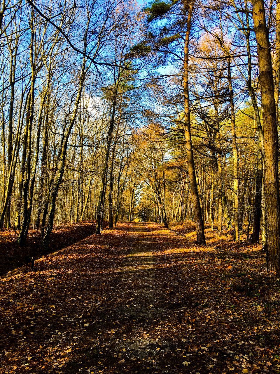 TREES IN FOREST DURING AUTUMN