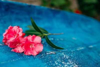 Close-up of pink rose flower