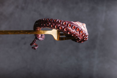 Uncooked rounded pink tentacle of tasty octopus on golden fork against clear gray background in light kitchen during cooking process