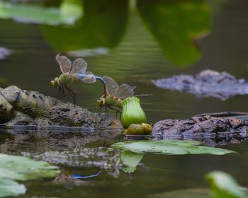 Close-up of flowers and dragonflies in a lake