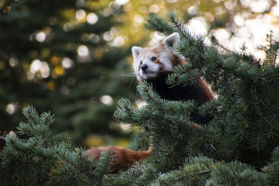 Close-up of a squirrel on tree