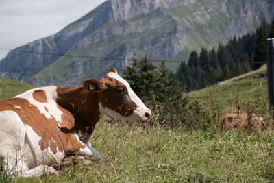 Cow on field against mountains