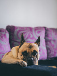 Portrait of dog resting on sofa at home