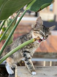 Portrait of a cat with plant  in alacati turkey 