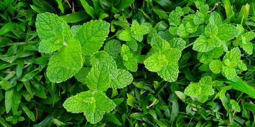 Full frame shot of fresh green leaves