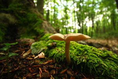 Close-up of mushroom growing on field