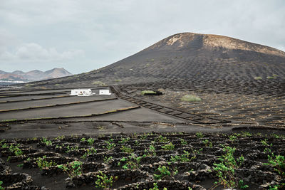 Agricultural fields with green plants and white farm house located near hill on cloudy day in fuerteventura, spain