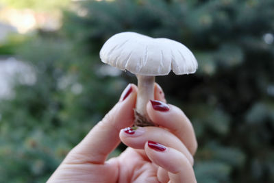 Close-up of hand holding mushroom