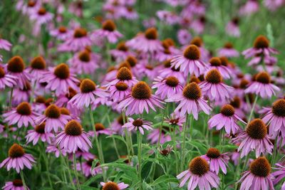 Close-up of purple flowering plants