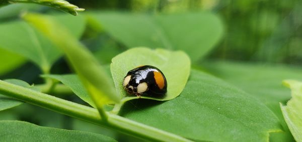 Close-up of insect on leaf