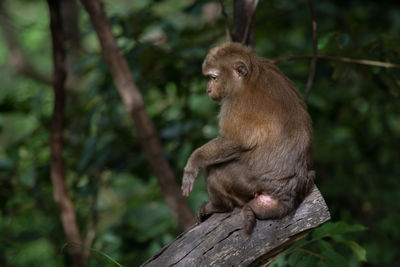 Monkey sitting on branch against trees