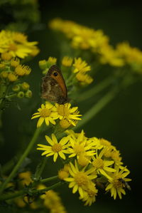 Close-up of butterfly pollinating on yellow flower