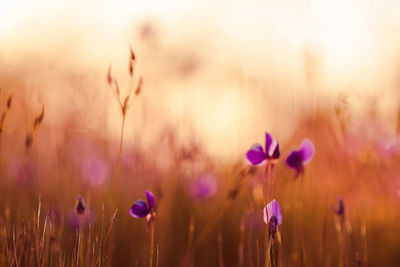 Close-up of purple flowering plants on field