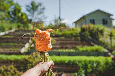 Person holding funny carrot on village background. fanny harvest