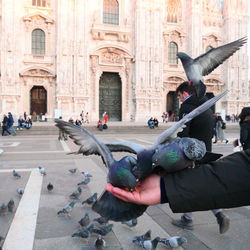 Cropped hand of mid adult man with pigeons against building in city
