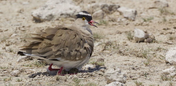 A breeding crowned lapwing in etosha, a national park in north namibia