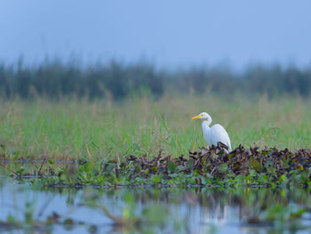 Birds on a lake