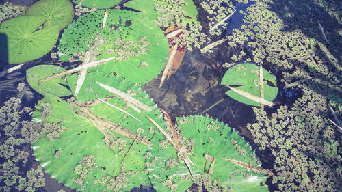 High angle view of fresh green plant in lake