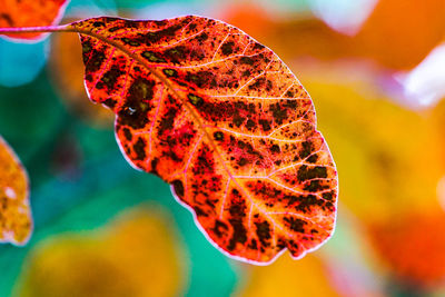 Close-up of orange leaf