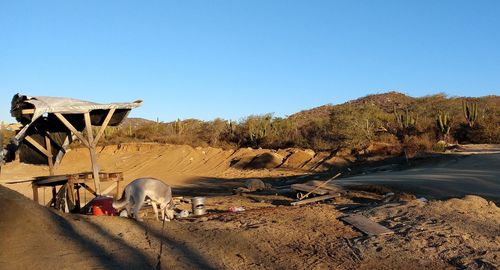 Scenic view of desert against clear sky