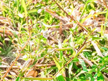 Close-up of dead plant on land