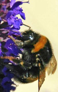 Close-up of flowers