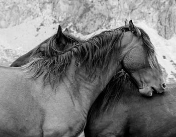Two horses scratching their rumps in black and white