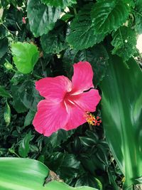 Close-up of flower blooming outdoors