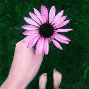 Close-up of pink flower