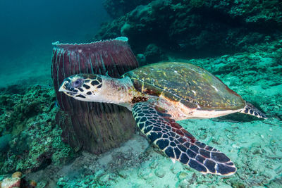 Turtle swimming in sea