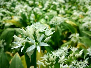 Close-up of white flowers blooming outdoors