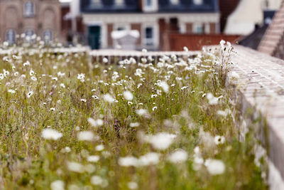 Close-up of flowers blooming outdoors