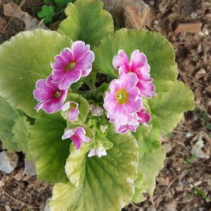 Close-up of pink flowers blooming outdoors