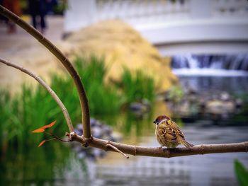 Bird in water
