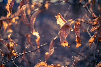 Close-up of autumn leaves on tree