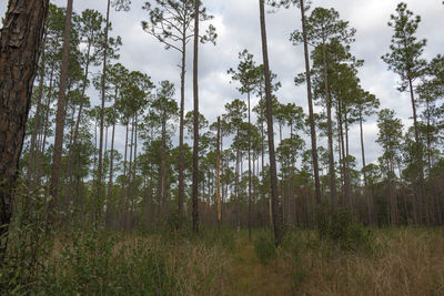 Trees growing on field against sky