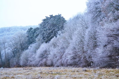 Trees on landscape against clear sky