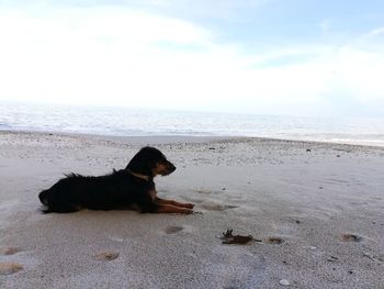 Dog sitting on beach against sky